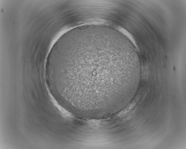 X0000059081099200510172023