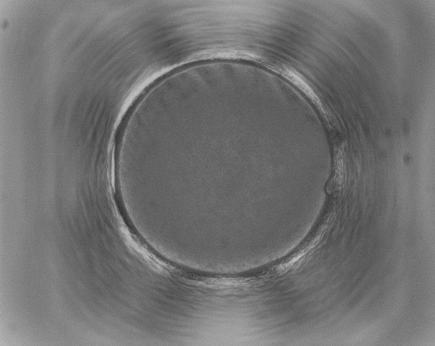 X0000059081132200510172023