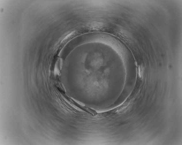 X0000059081155200510172022