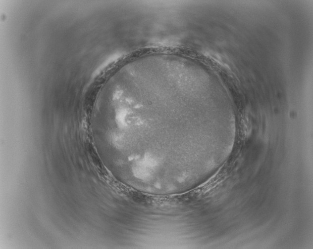 X0000059081254200510172021