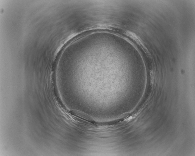 X0000059081260200510172021