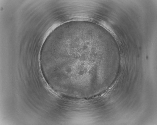 X0000059081283200510172020