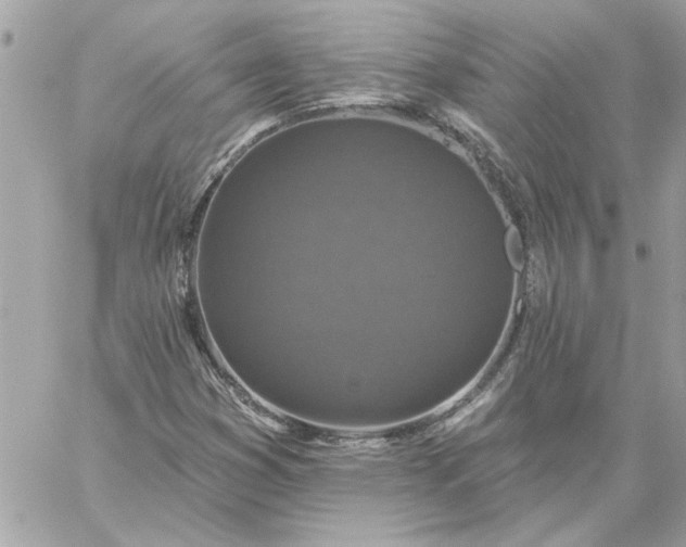 X0000059081353200510172019