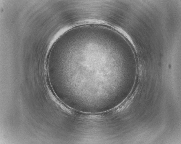 X0000059081381200510172019