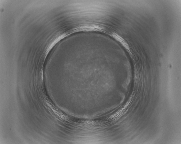 X0000059081226200510211533