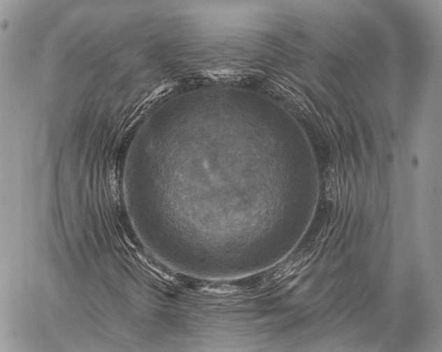 X0000059081298200510211531