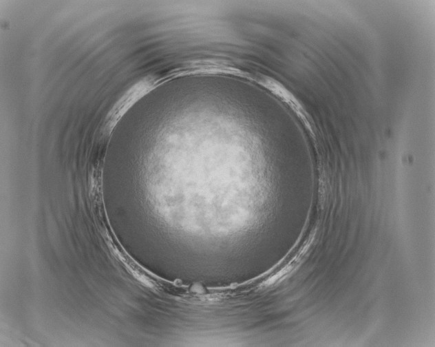 X0000059081385200510211531