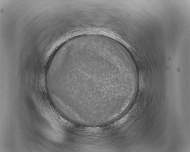 X0000059081498200510211528