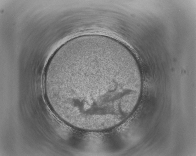 X0000059081514200510211529