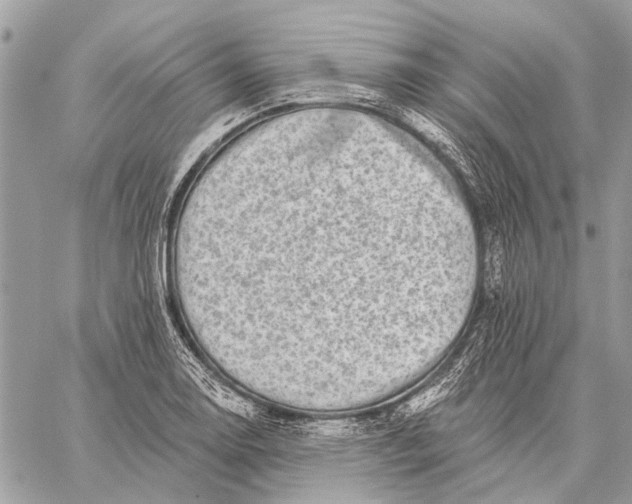 X0000059081130200510281717