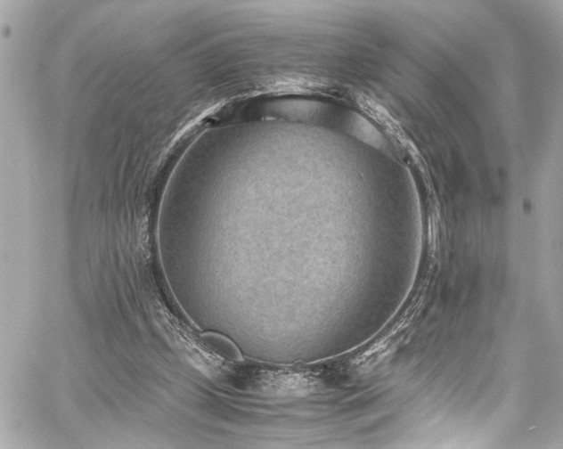 X0000059090249200510071145