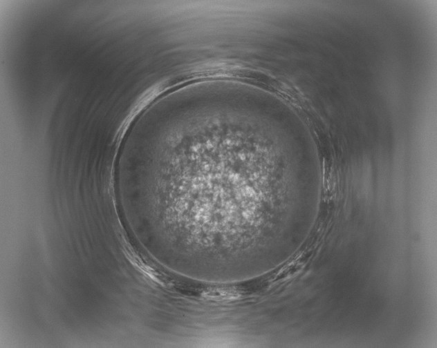 X0000059090099200510101155