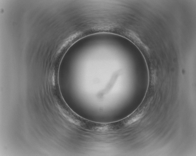 X0000059090068200510172105