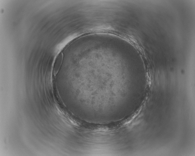 X0000059090196200510172103