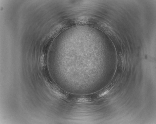 X0000059090224200510172103