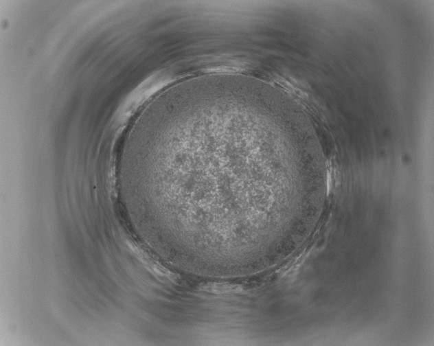 X0000059090339200510172100