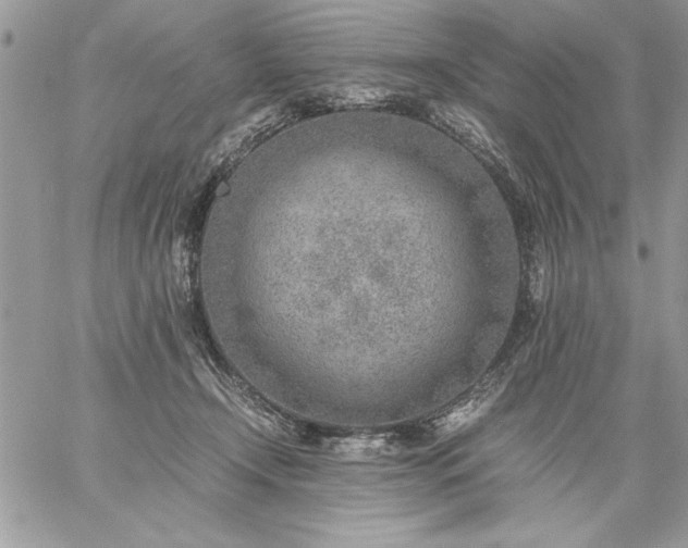 X0000059090366200510172100