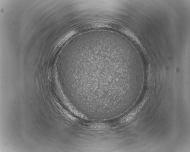 X0000059090785200510172054