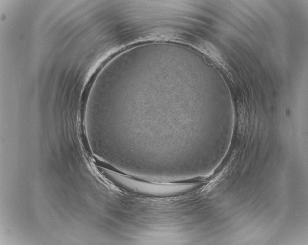 X0000059090896200510172052