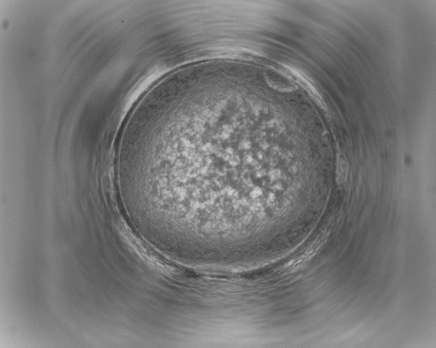 X0000059090899200510172052