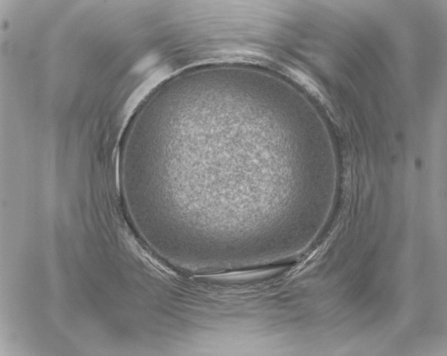 X0000059091275200510172045