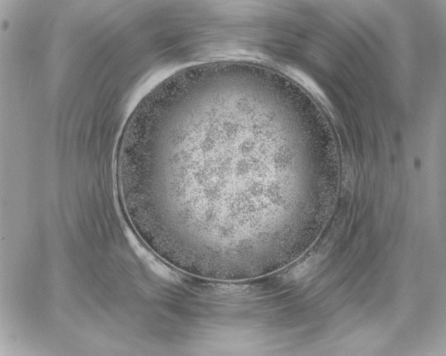 X0000059091439200510172044