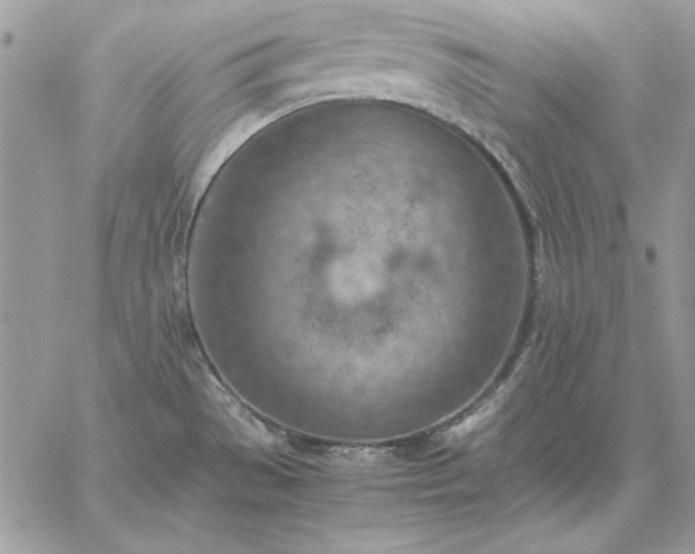 X0000059091529200510172042