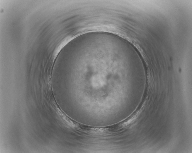 X0000059091529200510211554