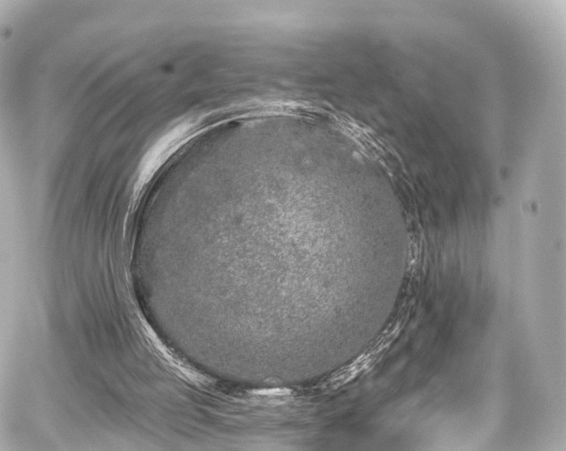 X0000059100053200510101229