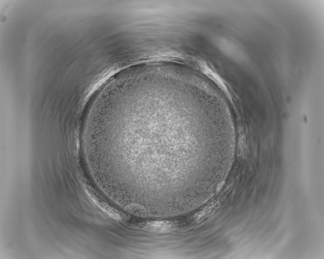 X0000059100059200510101229