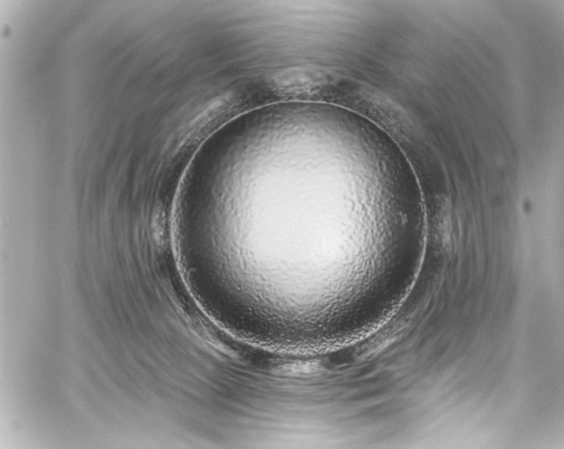 X0000059100081200510101229