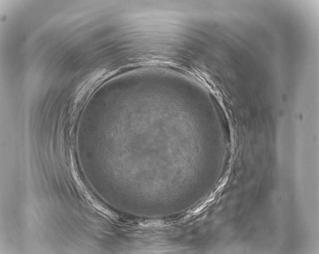 X0000059100097200510101229