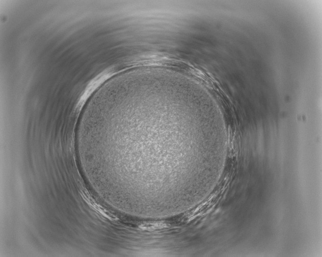 X0000059100099200510101229