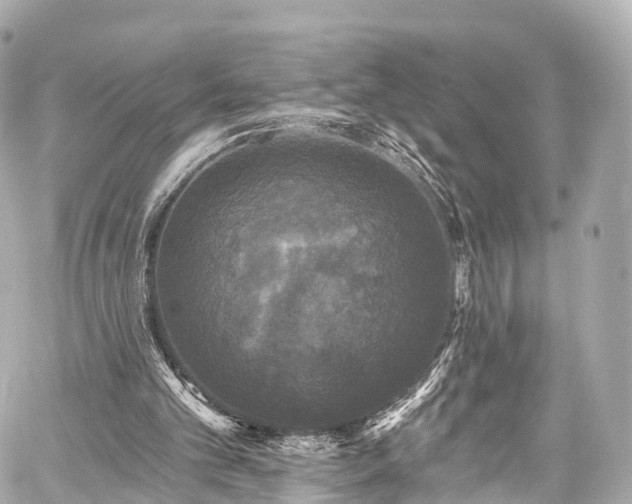 X0000059100101200510101229