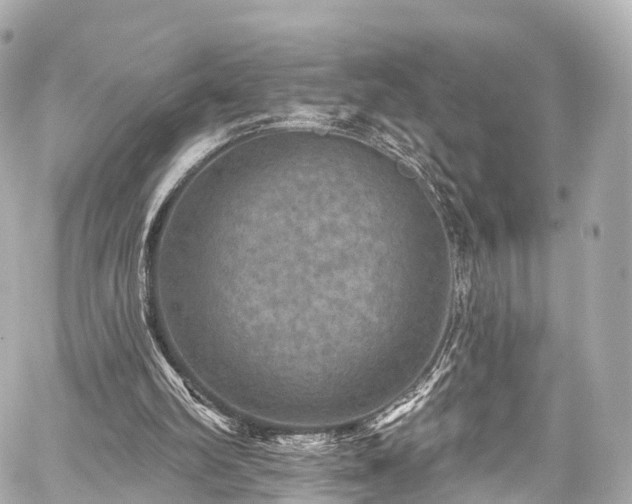 X0000059100102200510101229