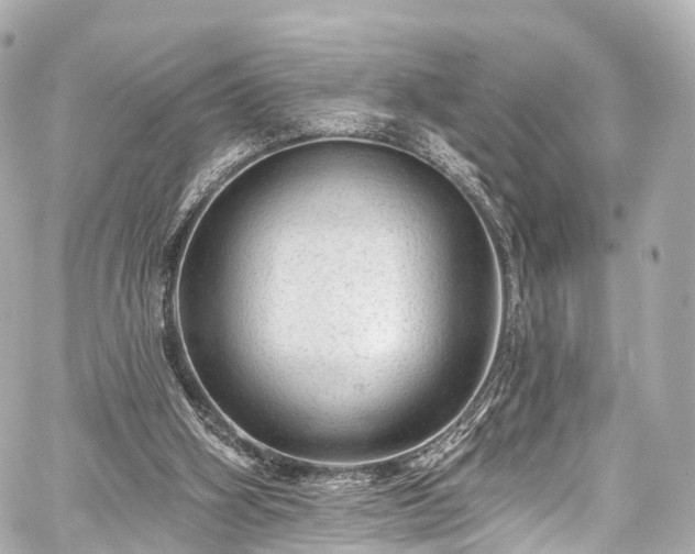 X0000059100106200510101229