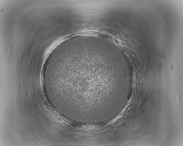 X0000059100294200510101225