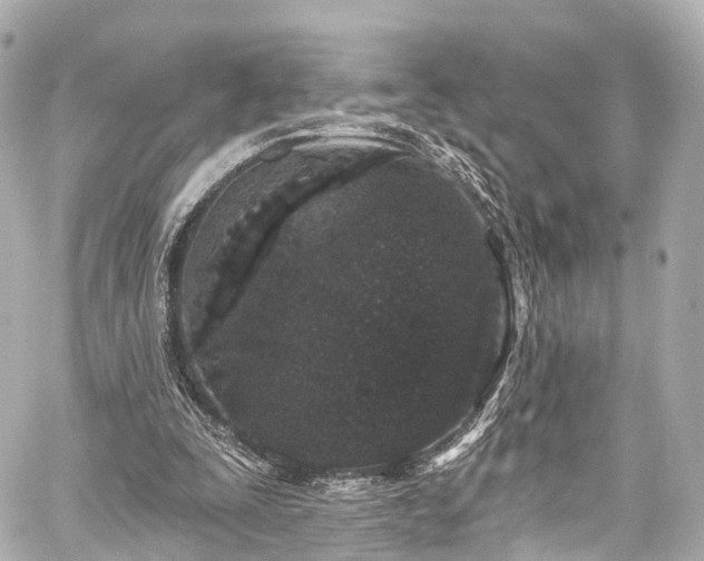 X0000059100295200510101225