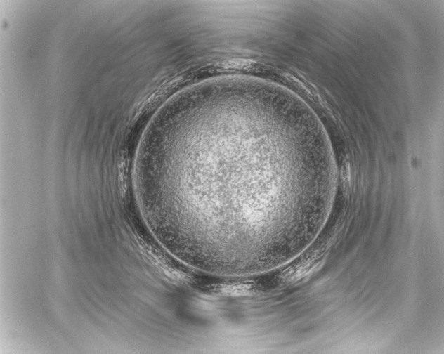 X0000059100462200510101223