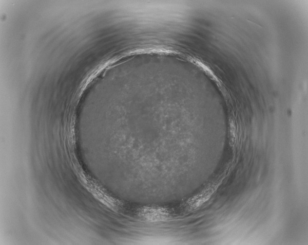 X0000059100487200510101222