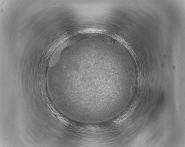 X0000059100529200510101221