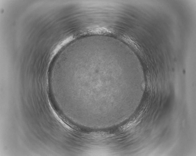 X0000059100630200510101219