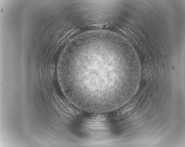 X0000059100656200510101219