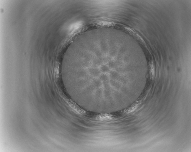 X0000059100668200510101220