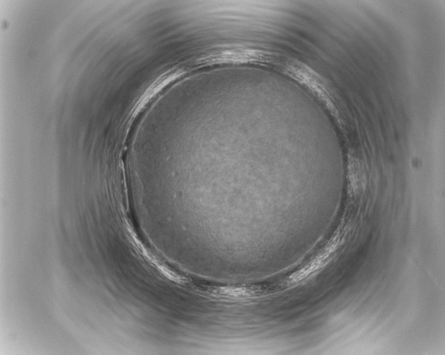 X0000059100794200510101217