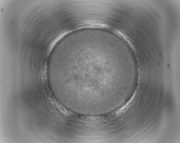 X0000059100875200510101216