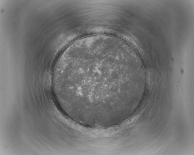 X0000059100016200510172131