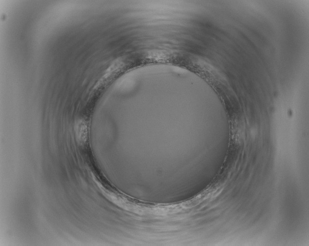 X0000059100036200510172131