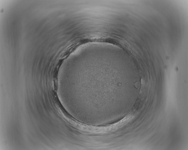 X0000059100048200510172131