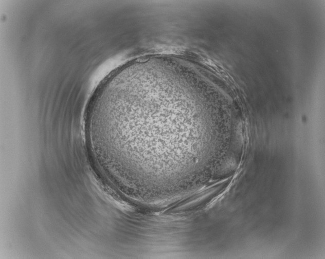 X0000059100246200510172127